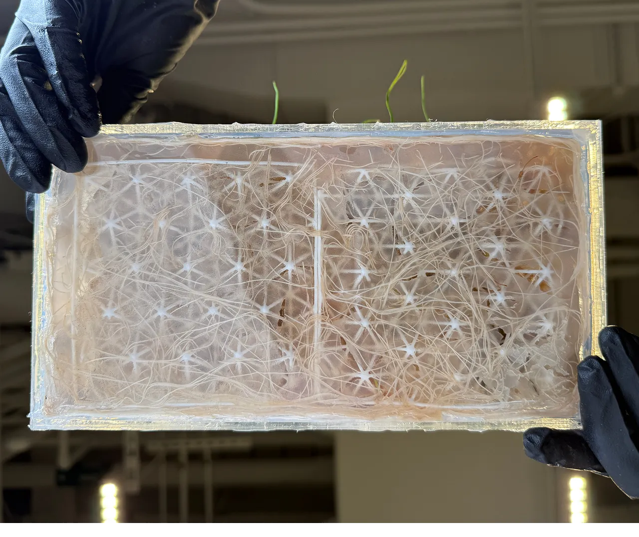 Close-up of wheatgrass roots intertwining with a 3D printed tile
